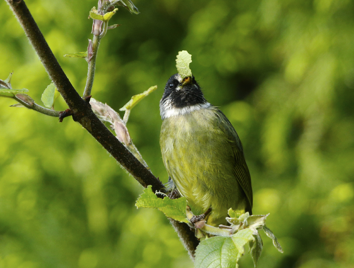 绿豆鸟 - 狼鹰领航 - 图虫