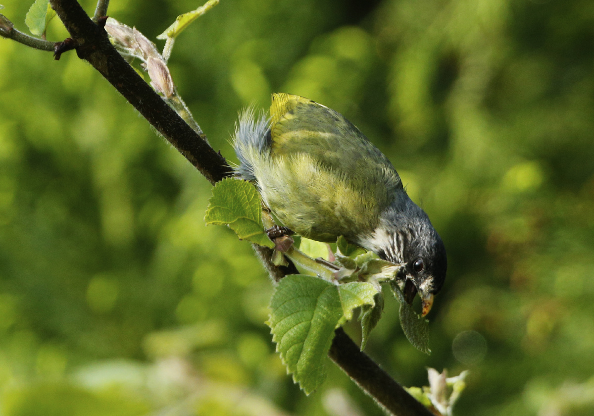 绿豆鸟 - 狼鹰领航 - 图虫