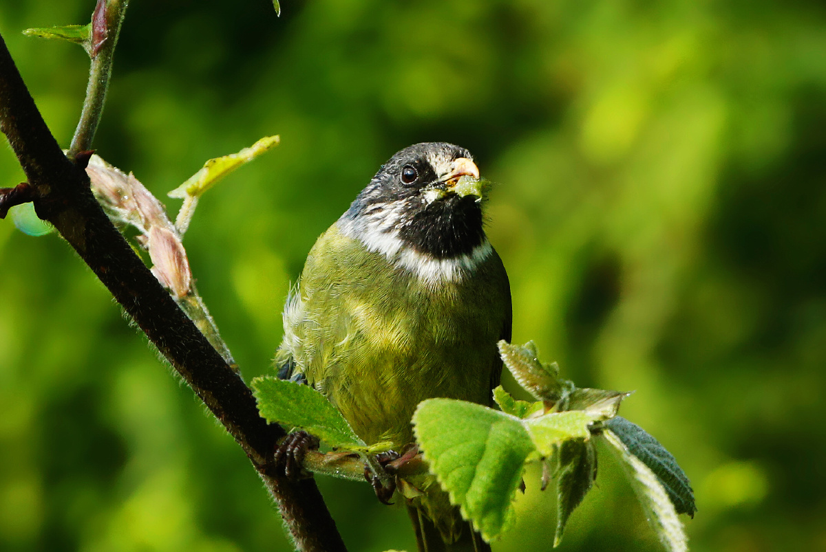 绿豆鸟 - 狼鹰领航 - 图虫