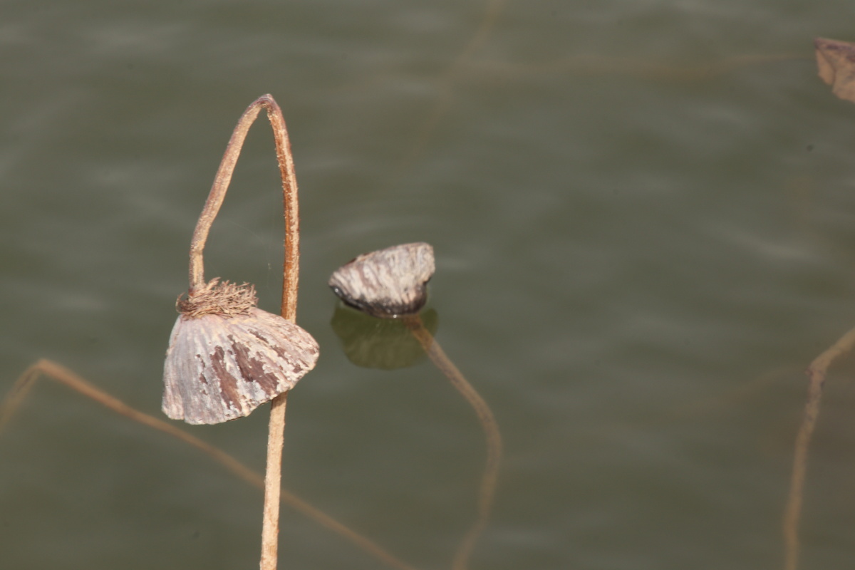 灵武市西湖公园的冬日荷花同样美丽