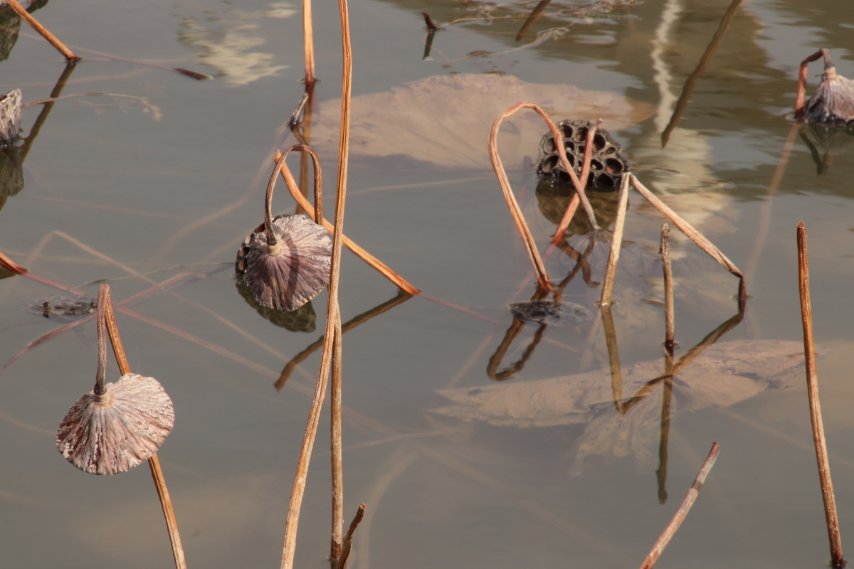 灵武市西湖公园的冬日荷花同样美丽