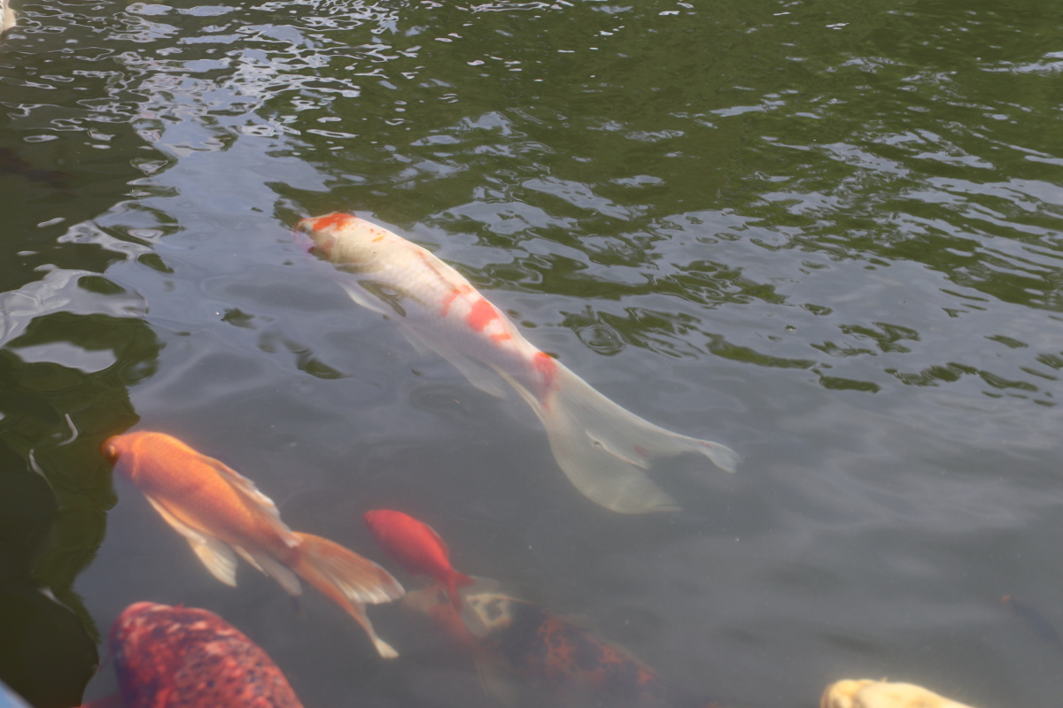 中山公园门口花坛和大红鲤鱼象征着红红火火的好日子
