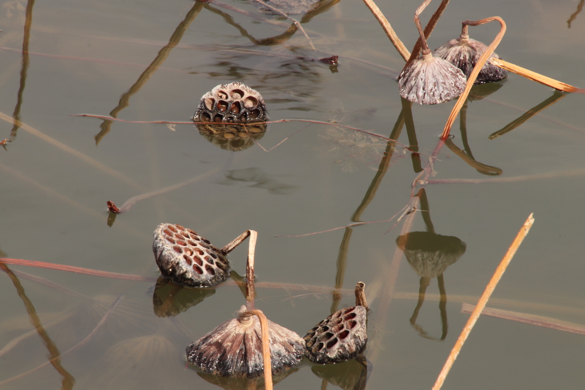 灵武市西湖公园的冬日荷花同样美丽
