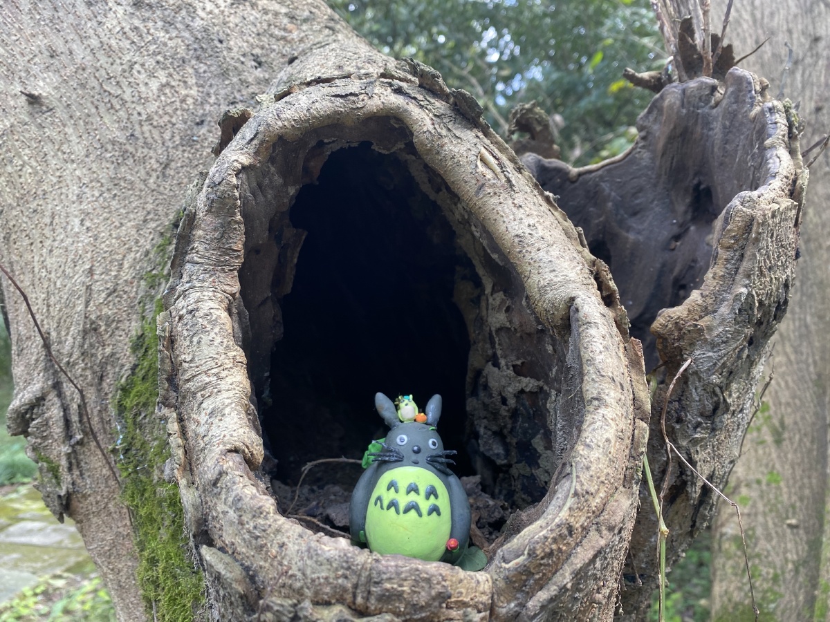 我的龙猫与树洞