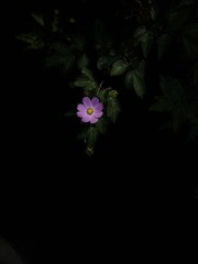 6A8A32BB-7304-4413-A942-6B39C29C6C0B/L0/001