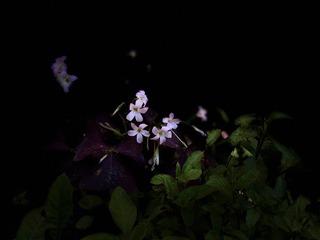 BBDE7C45-AE42-4E43-9D95-0B2213018D3F/L0/001