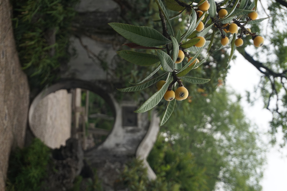 枇杷园61拙政园