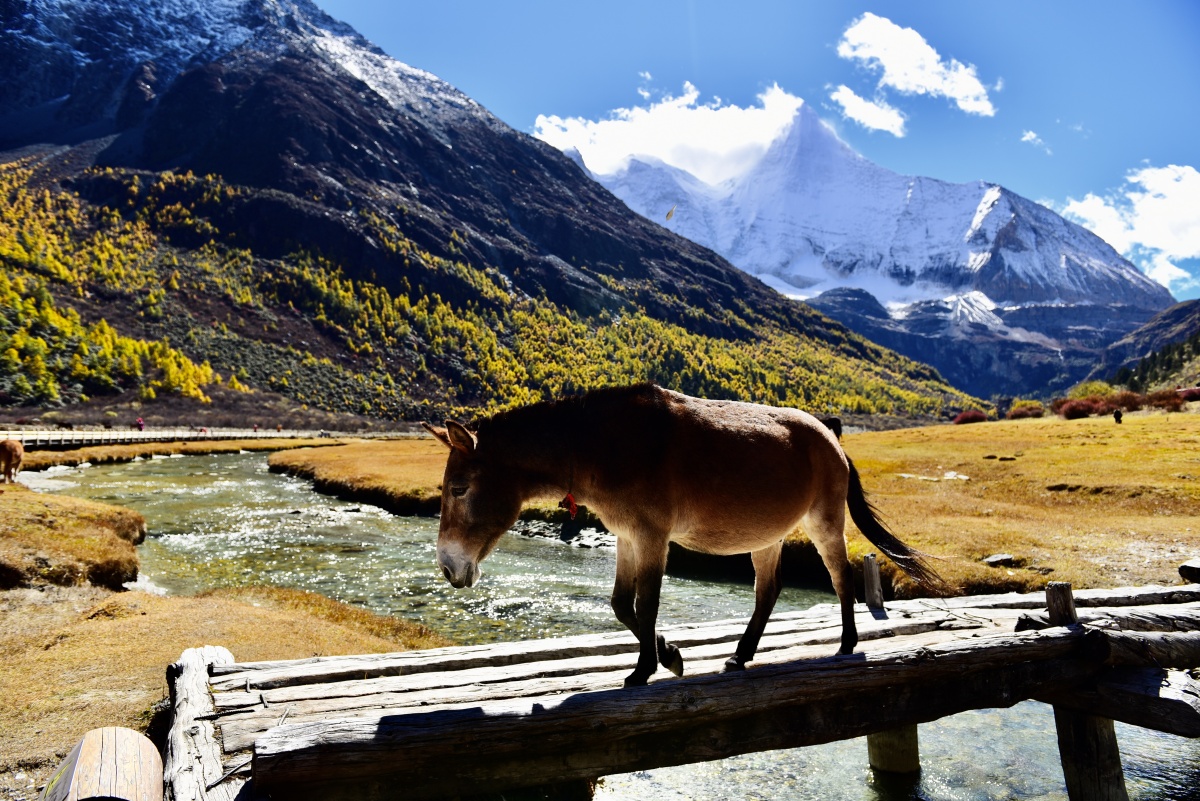 阳光下马儿过桥悠然自在
