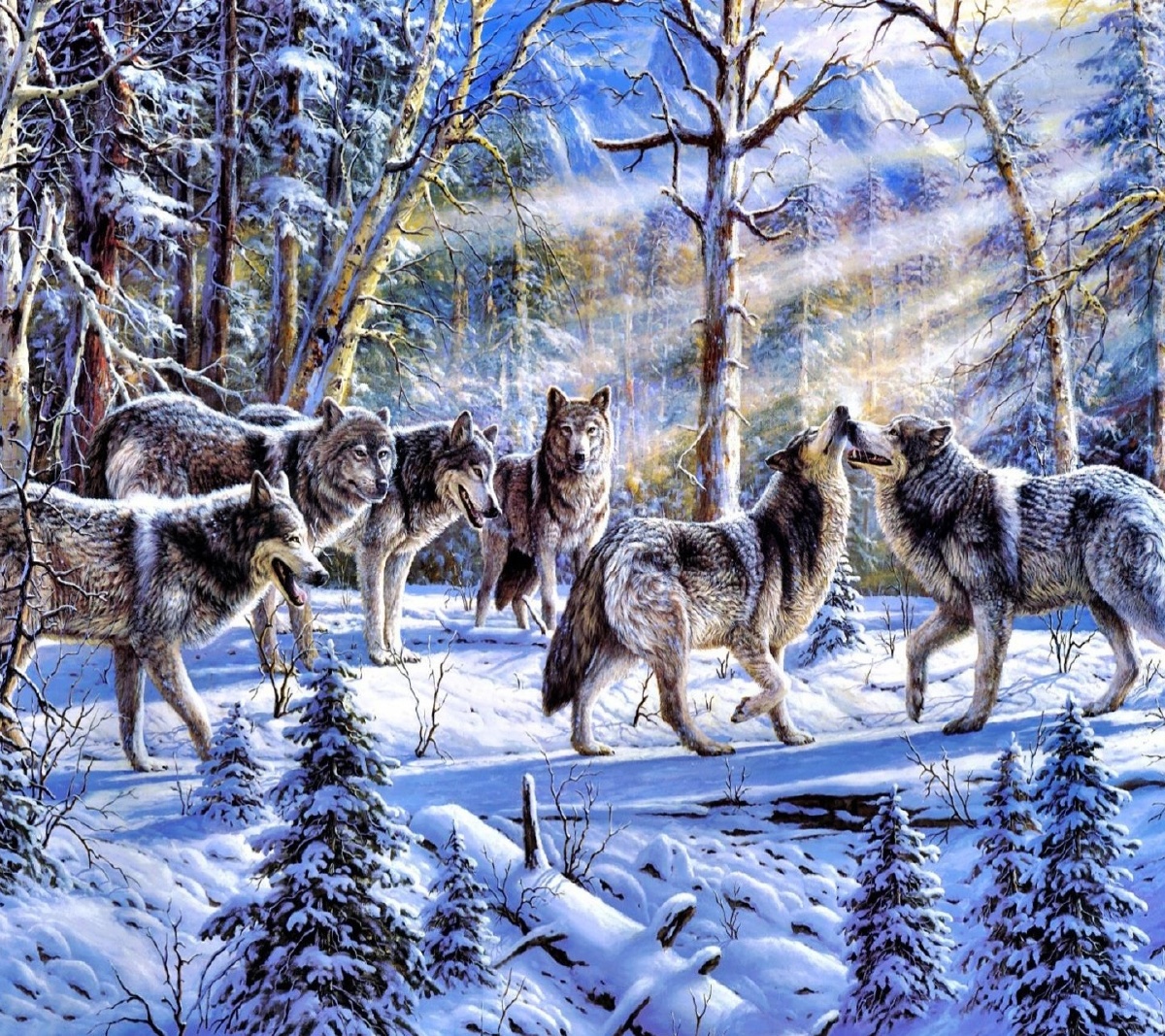 狼群杀那么多的黄羊不是为了好玩也不是为了抖威风它们是为了给狼群里