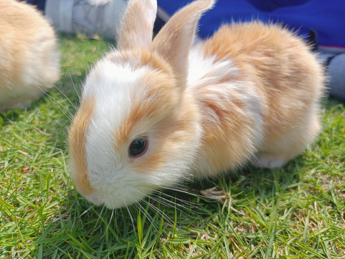 今天是可爱的小兔兔小兔兔小兔兔