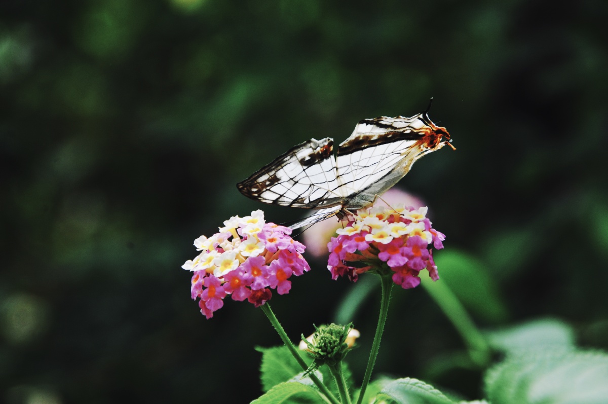 大自然之美网丝蛱蝶