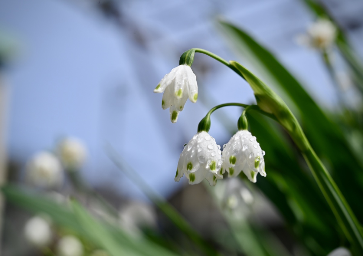夏雪片莲自带仙气的夏雪片莲花形十分美丽动人像铃铛般一样的仙女花