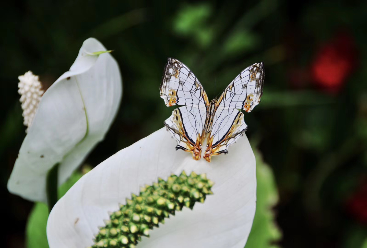 大自然之美网丝蛱蝶