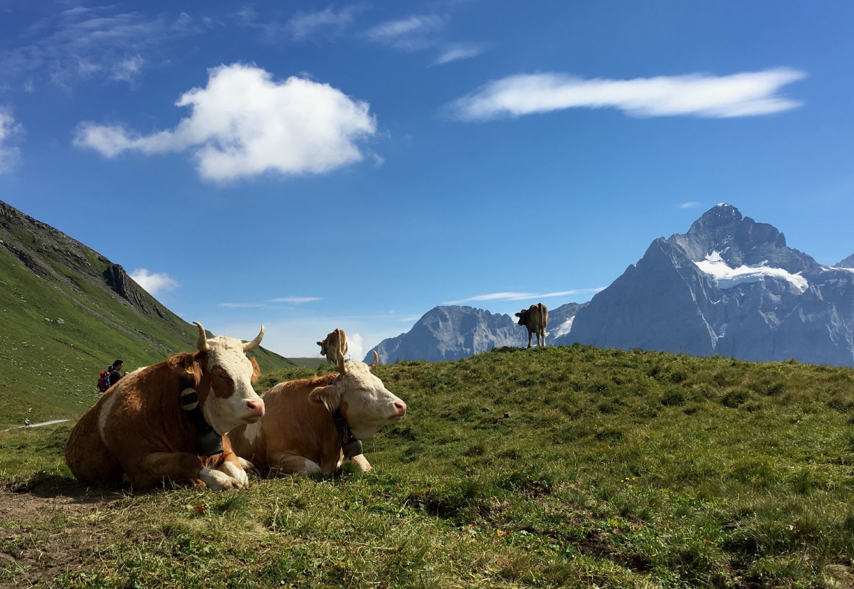 蓝蓝的天上白云飘白云下面牛铃叮咚响牛年牛气冲天让它冲走新冠病毒