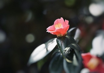 772431CF-C0EC-46AE-83CA-D553A0BA4CE5/L0/001