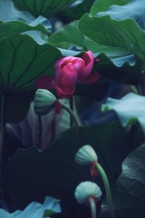 A6D72D2C-5204-40B7-902C-D698E6665DC4/L0/001