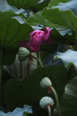 A6D72D2C-5204-40B7-902C-D698E6665DC4/L0/001
