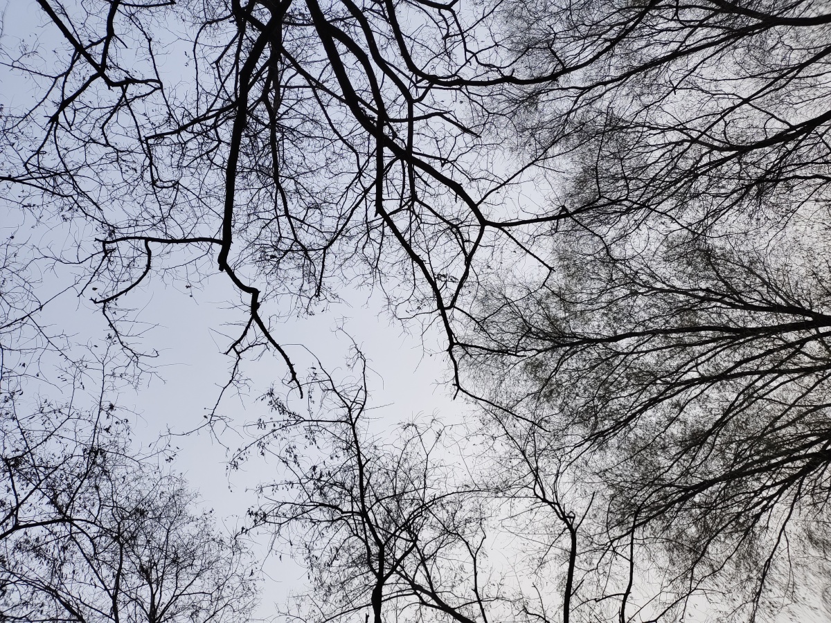 阴天树林的天空,树枝交错