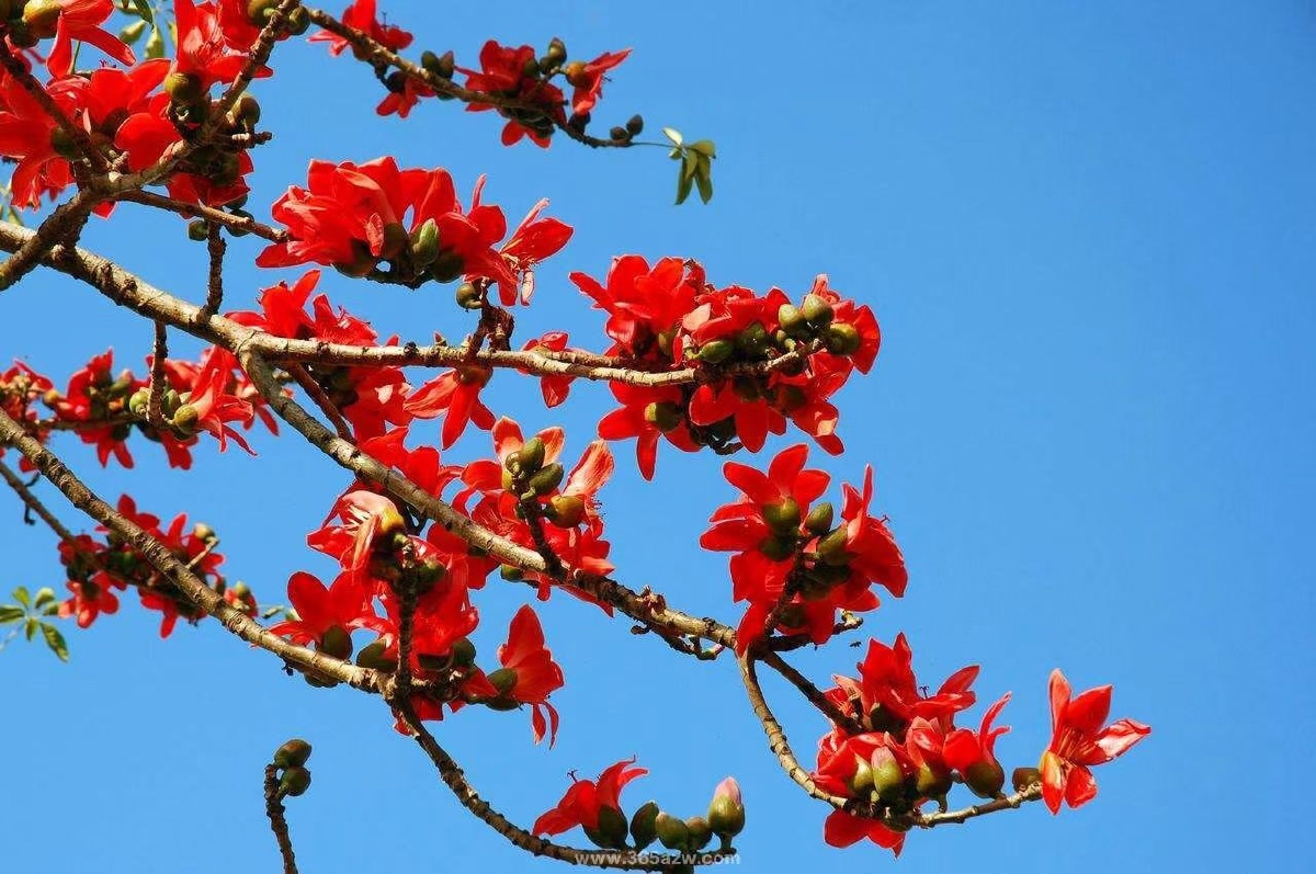 木棉花开了
