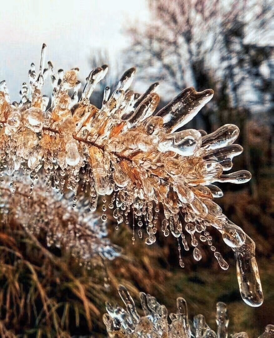 寒潮来袭被冰冻住的植物