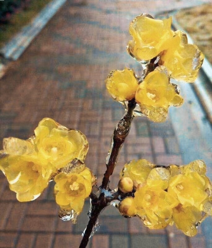 寒潮来袭被冰冻住的植物