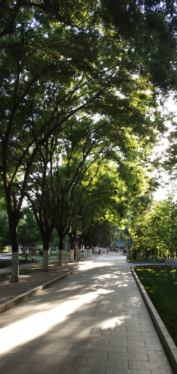 白天校园的林间小道