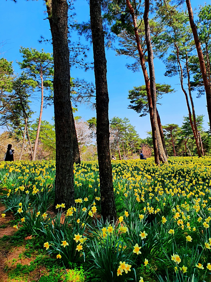 韩国瑞山水仙花海梦一般的地方