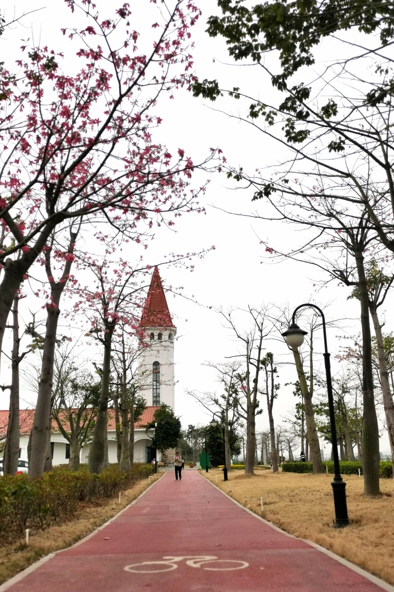 广东珠海横琴十里花海长廊樱花木棉四季有花