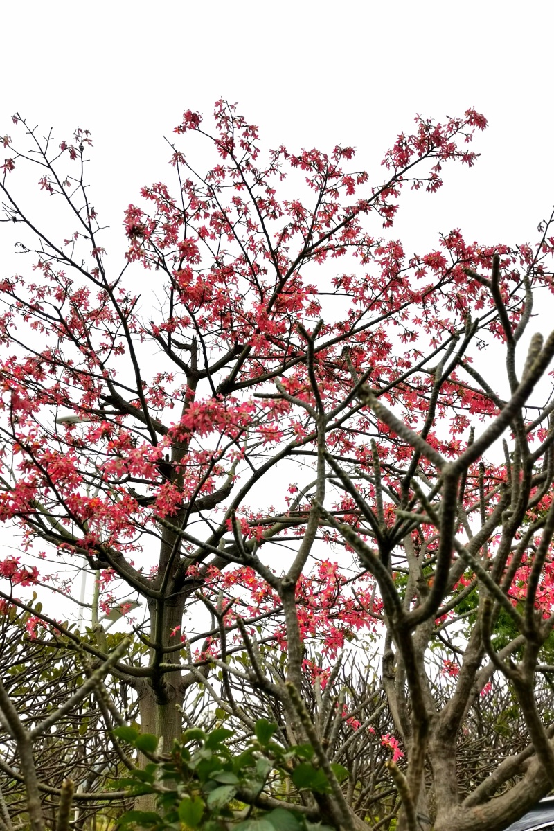 广东珠海横琴十里花海长廊樱花木棉四季有花