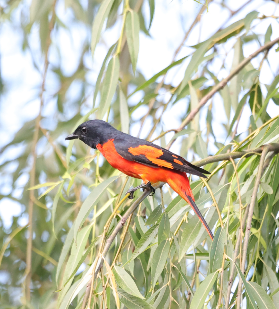 赤红山椒雌雄鸟