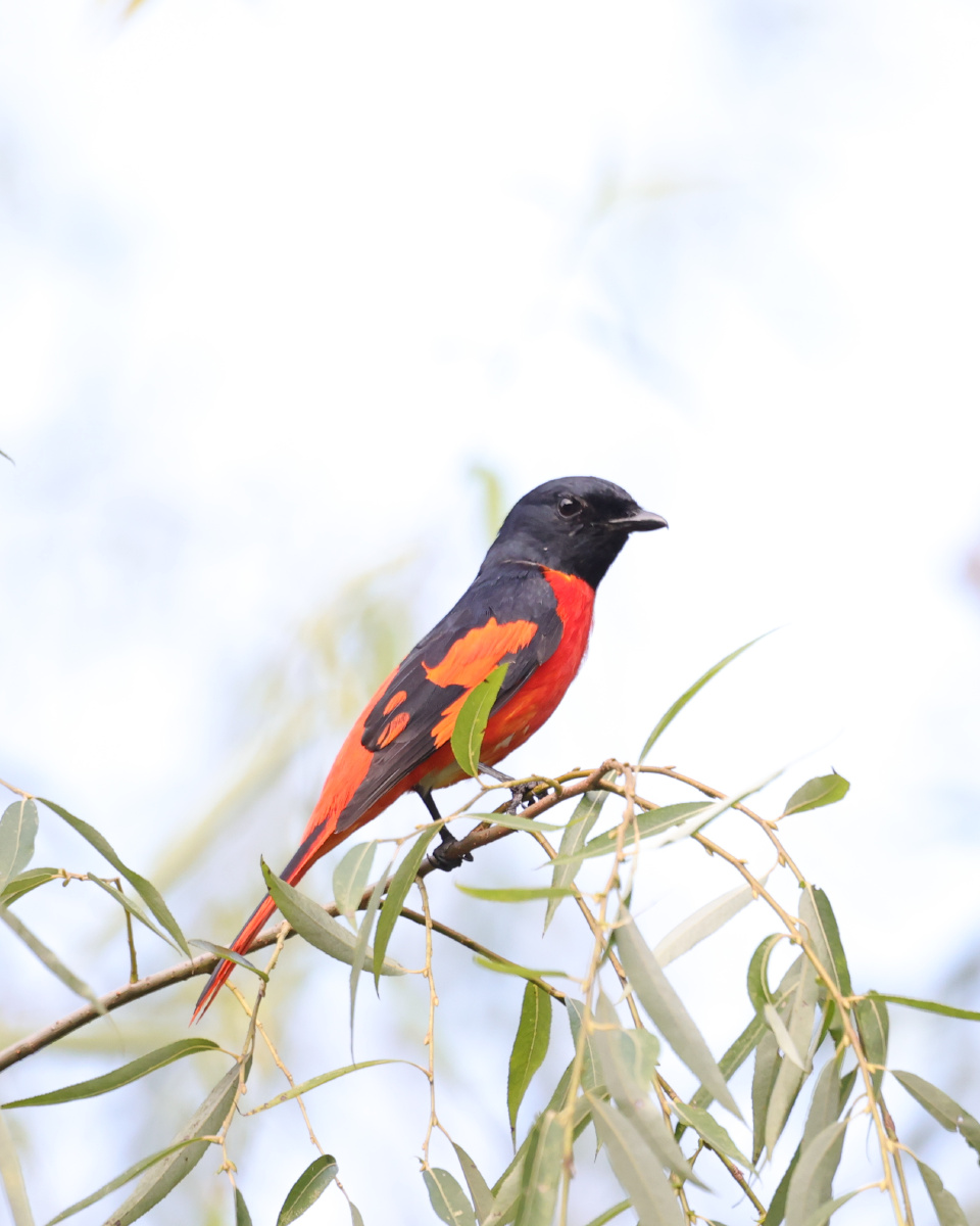 赤红山椒雌雄鸟