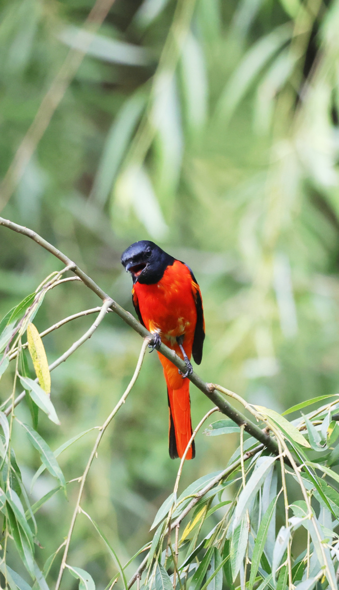 赤红山椒雌雄鸟