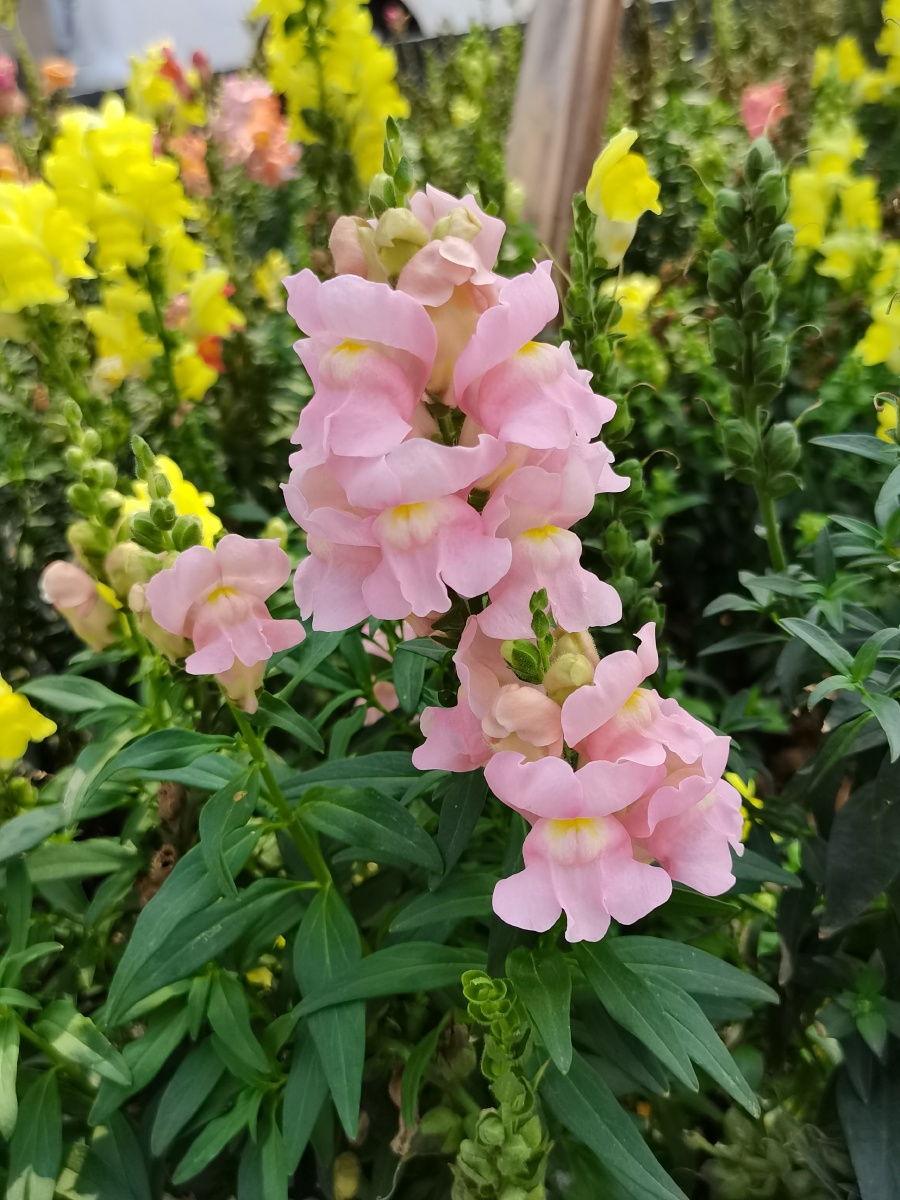 爱在春天里花名金鱼草