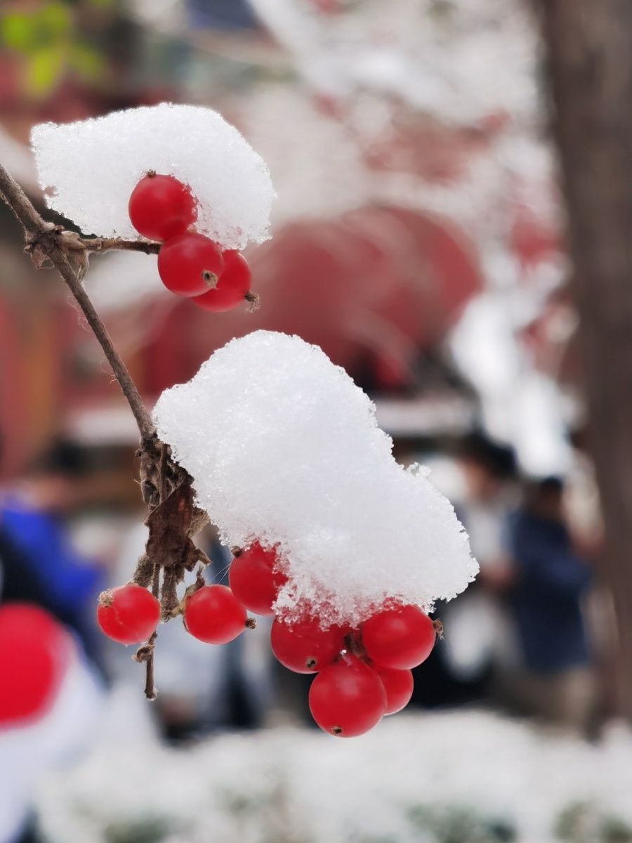 白雪覆盖红色果实的景物特写