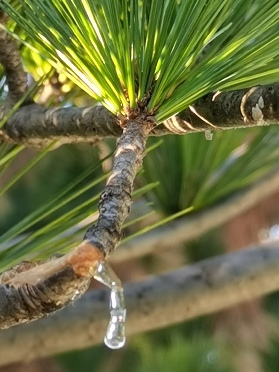 松胶能形成琥珀的树脂08