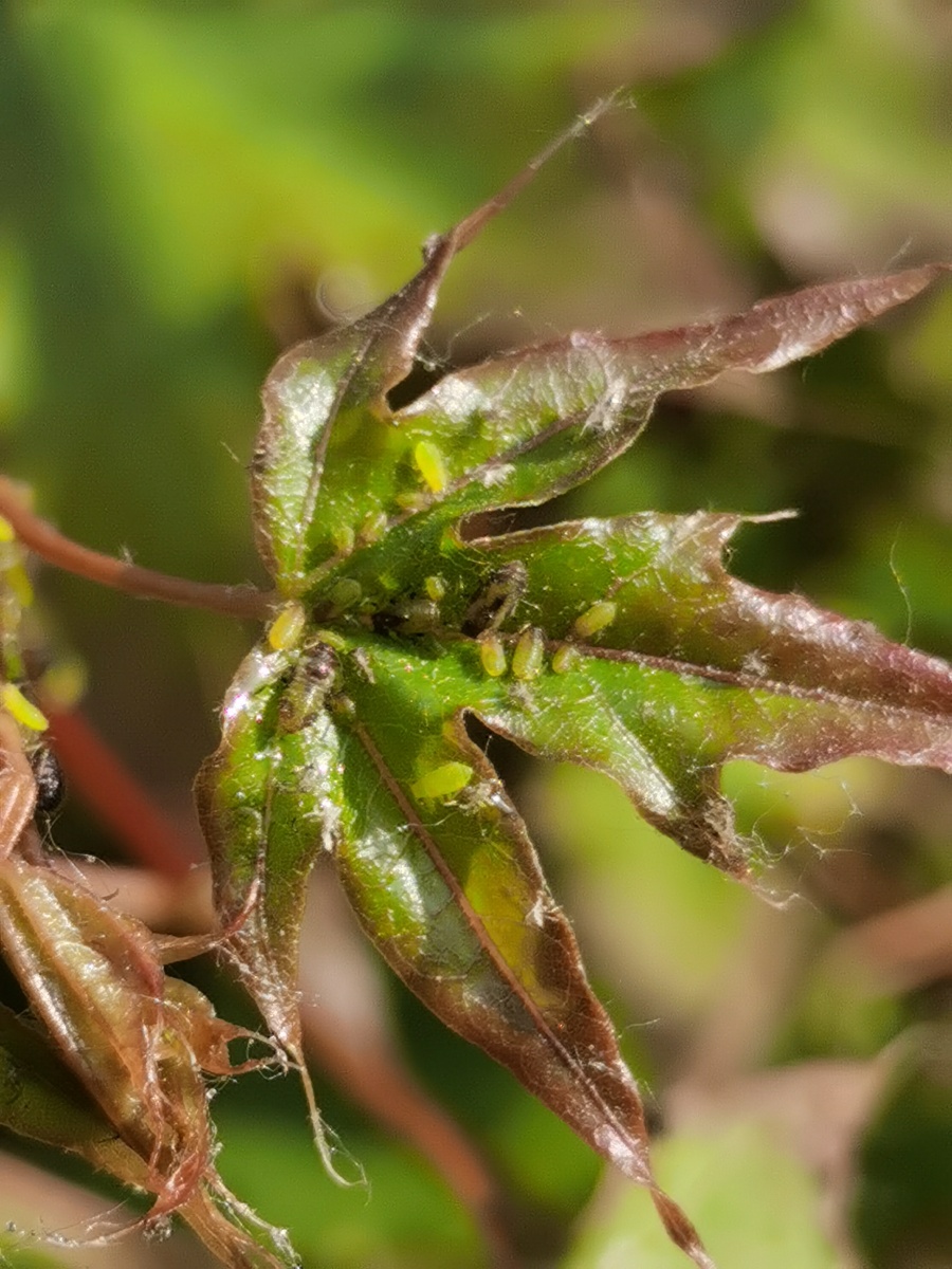 蚜虫在嫩叶上忙着哺育幼虫