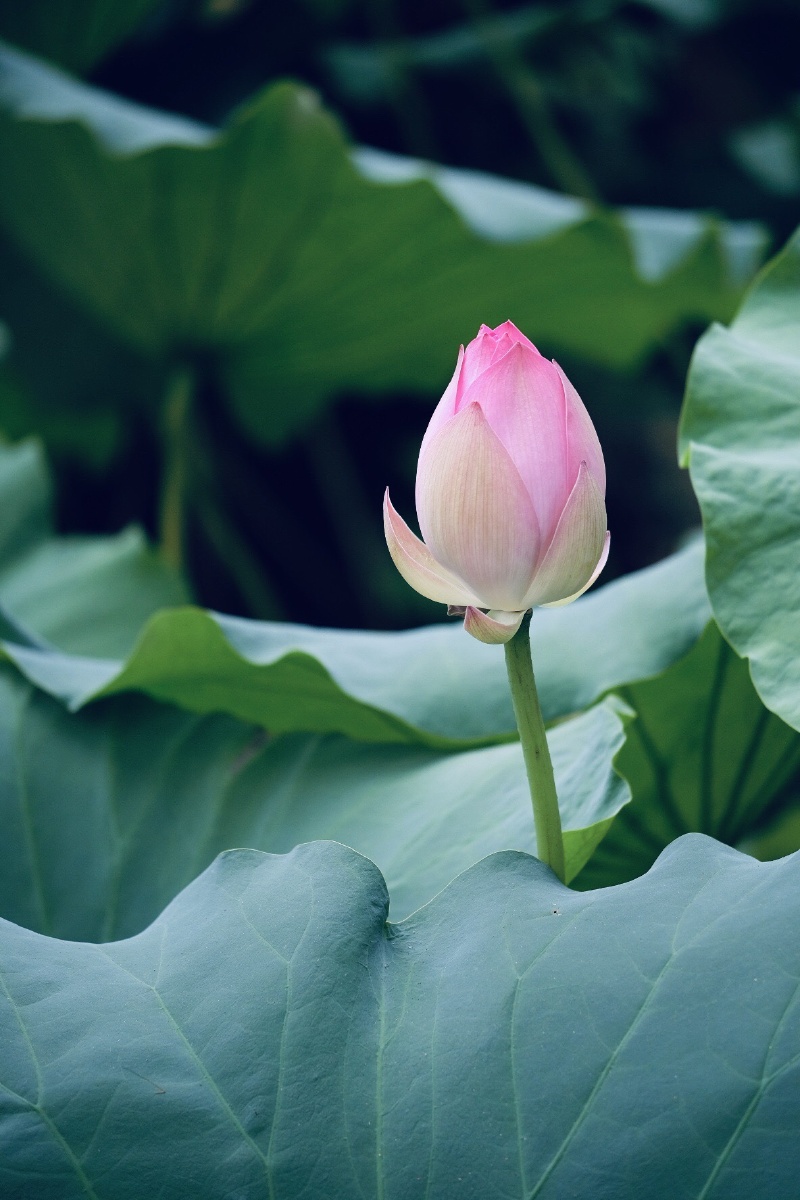 小荷才露尖尖角