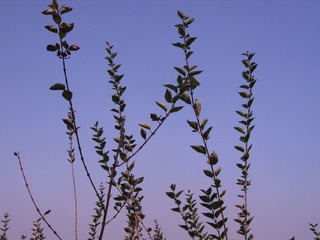 云门山 ，草