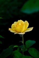 5FCC3D65-AD01-4E15-A79F-E55F328600FB/L0/001