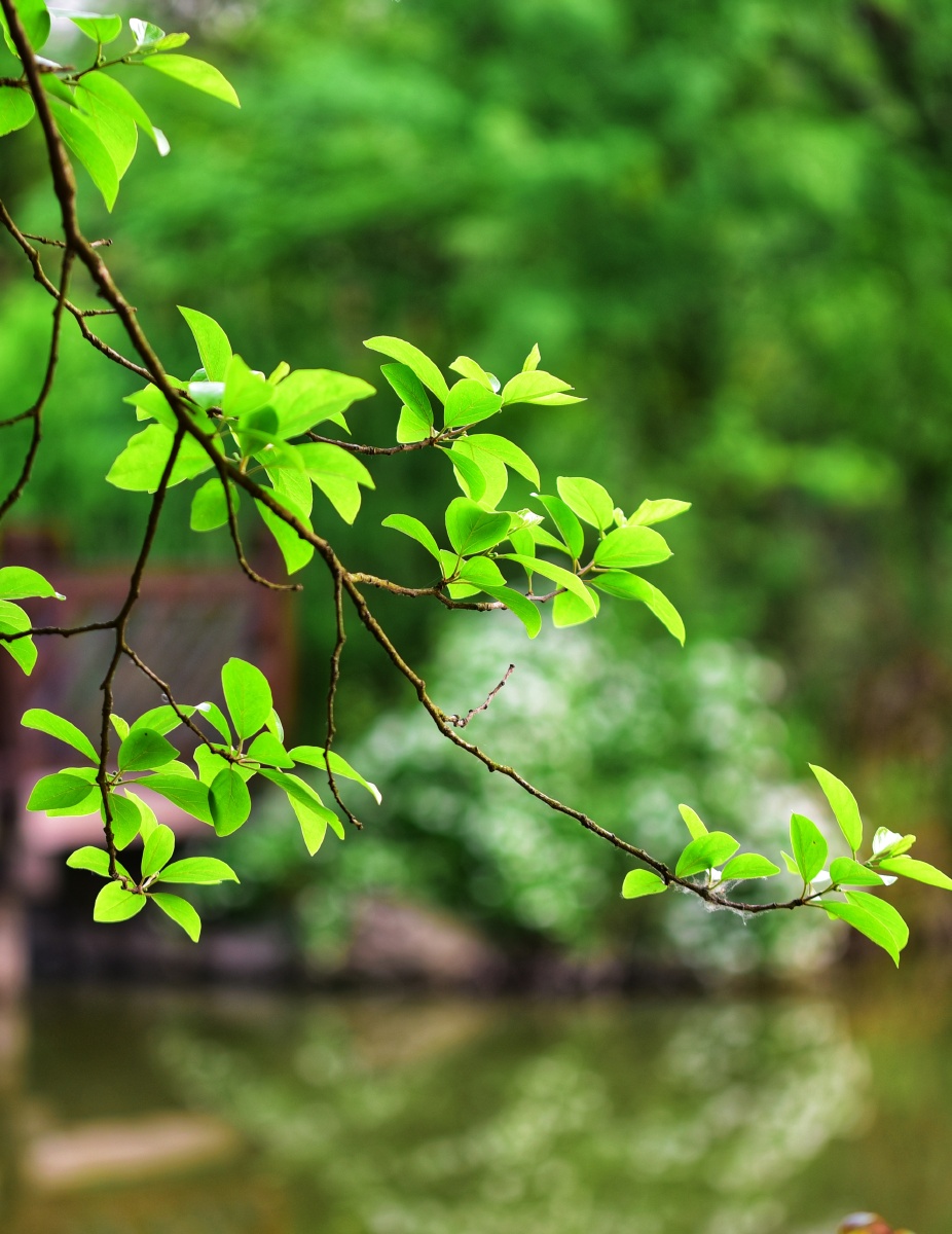 春绿- 摄影师160993592761575 - 图虫