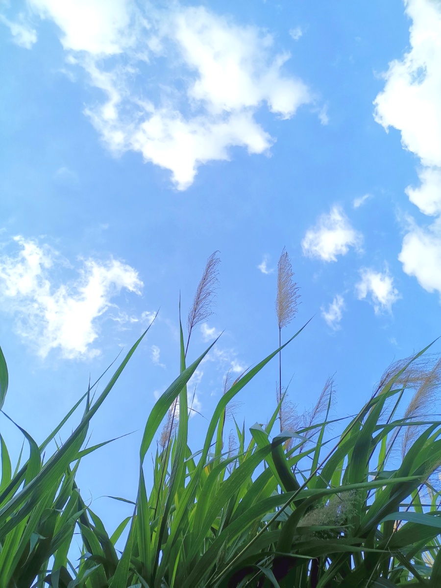 芦苇天空蓝天白云晴空万里