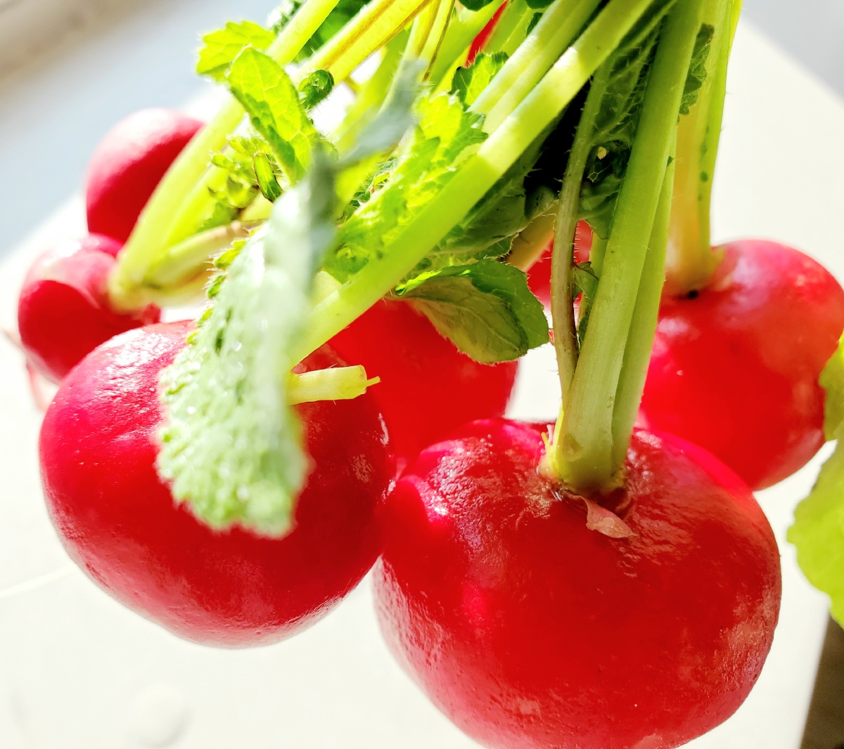 因为颜色好看所以很喜欢东北的有机水萝卜