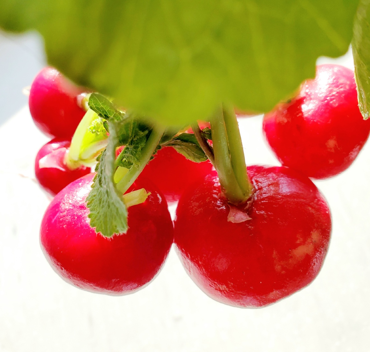 因为颜色好看所以很喜欢东北的有机水萝卜