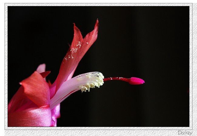 0IMG_4554<br />
