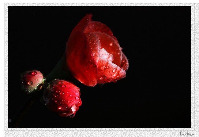 0IMG_4529<br />
