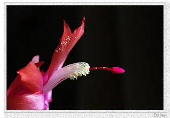 0IMG_4554