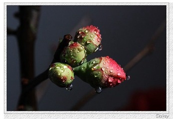 0IMG_4530