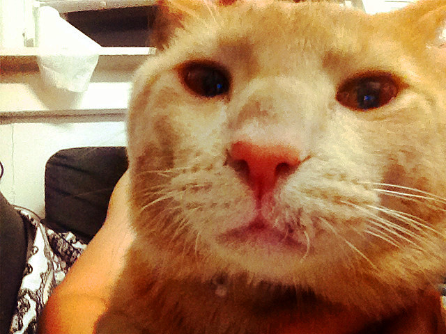 怎么颜色也变了?我的小猫咪在哪?小猫咪像看白痴一样盯着我