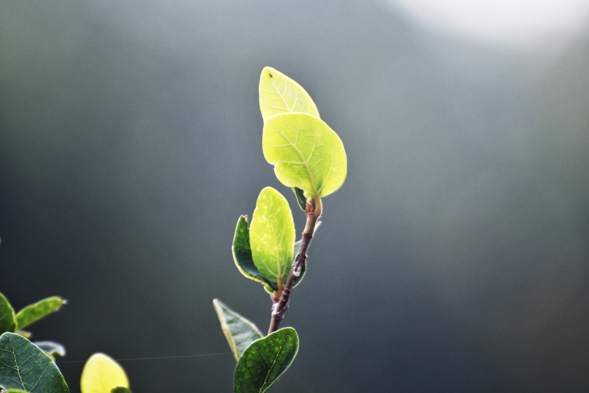 几片绿叶子~ - 漓水东流