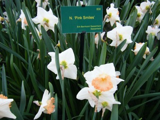 DSCF0194.jpg